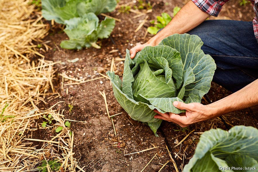 chou-vert_istock.jpg