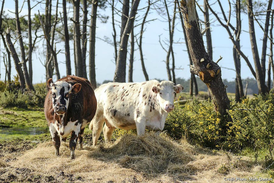 Des vaches