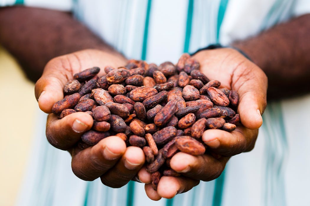 Fèves de cacao