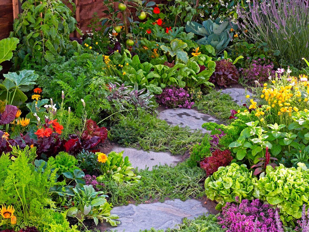 Jardin d'ornement coloré avec légumes, herbes aromatiques et fleurs entourant un chemin en pierres.